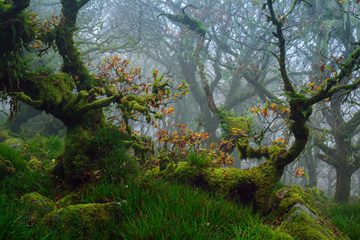 Devonshire (England), moss on trees