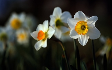 daffodil-10883-1920x1200