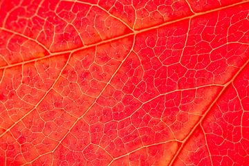 red leaf macro