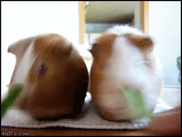 guinea pigs munching race