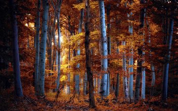 Refined autumn forest