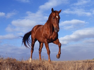 Elegant Stride (horse)