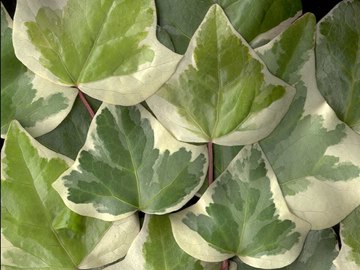 English ivy leaves, pale variety