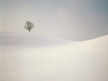 lone tree in snow-covered hills