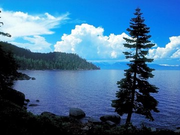 conifer overlooking a large lake