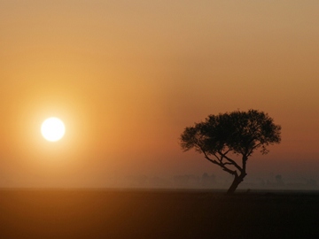 1 tree in sunset
