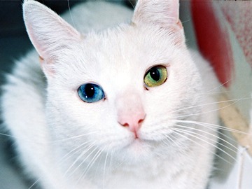 Cat Eyes heterochromia