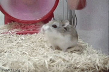 1149997690162 hamster runs and falls out of the treadmill