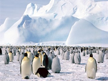 1130346658401 penguins
