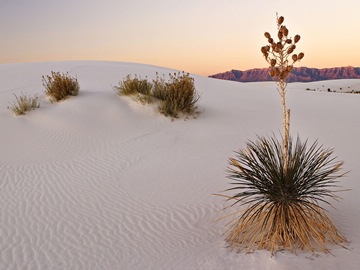 yucca plant in a white-sand desert