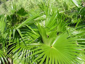 palm Chinese Fan Palm