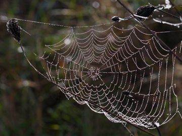 spiderweb, blurry background