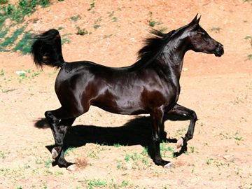 Bint Falloo, Arabian mare