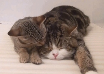 kitten licking mama cat's head
