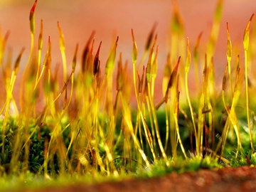 moss close-up