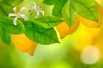 flowers and fruits on a lemon tree