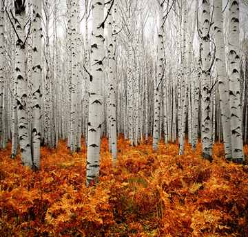 Aspen forest, Colorado, USA