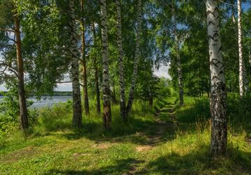 ! beautiful path through birches by the Volga River, Nekrasovsky District, Yaroslavl Oblast, Russia