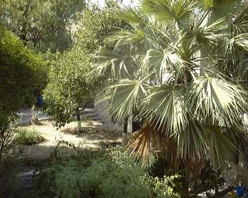 Garden view Washington palm