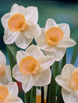 Daffodil 'Salome' 2