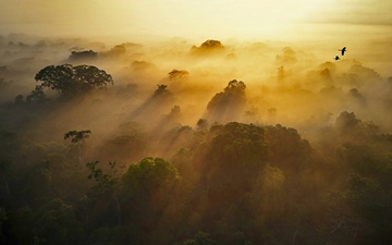 Yasun National Park, Amazonian Ecuador