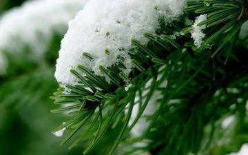 ! fir needles under snow