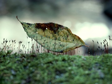 moss, leaf