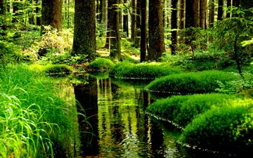 ! brook, mossy forest in NP ern jezero, umava (increased contrast)