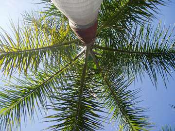 MT-Palm Trees