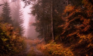Magic autumn, foggy road