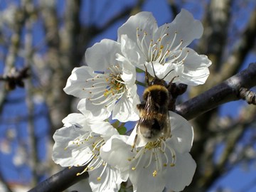 1244344467160 bumblebee on cherry blossom