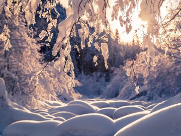 Snow-covered tree branches at sunrise