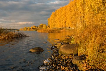 yellow trees by the Volga River, Nekrasovsky District, Russia
