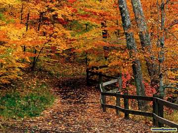 path through autumn forest