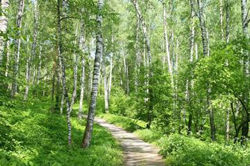 path through a mixed forest, mostly with birches