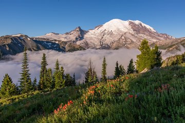 wild flowers in the Mount Rainier NP, USA