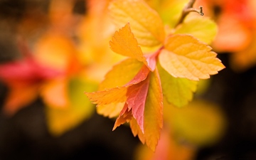 autumn Japanese spiraea leaves