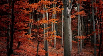 Red forest, beech