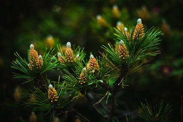 young pine cones (detail)