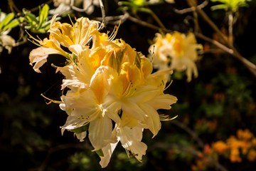 yellow rhododendron flower in Westonbirt