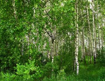 dense birch grove near Sharyevo, Nekrasovskoye