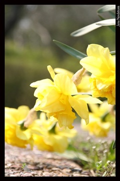 daffodils hanging close to the ground
