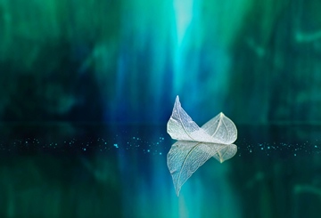 white transparent leaf on mirror surface with reflection on green abstract background