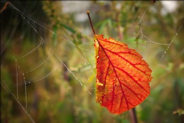 red leaf in spider web