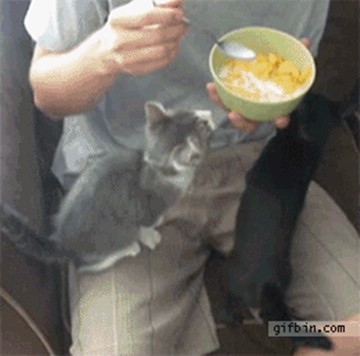 1333129553288 cat climbs on man to take his food