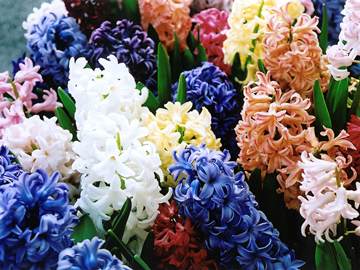 1145714162388 flowers