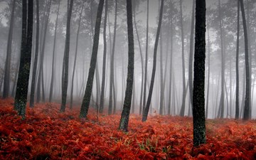 forest with red floor