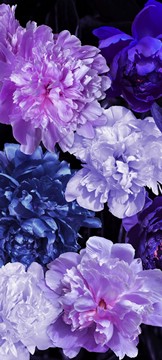 lilac-blue flowers