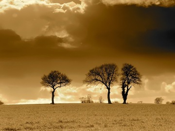 28 trees, yellow clouds