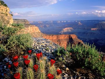 Claret Cup Cactus, Grand Canyon National Park, Arizona, USA
